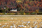 Autunno Canadese (6)